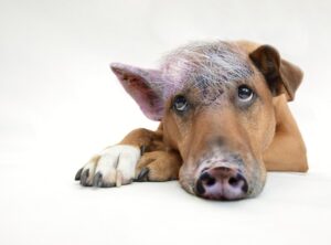 kits ai peppa pig
