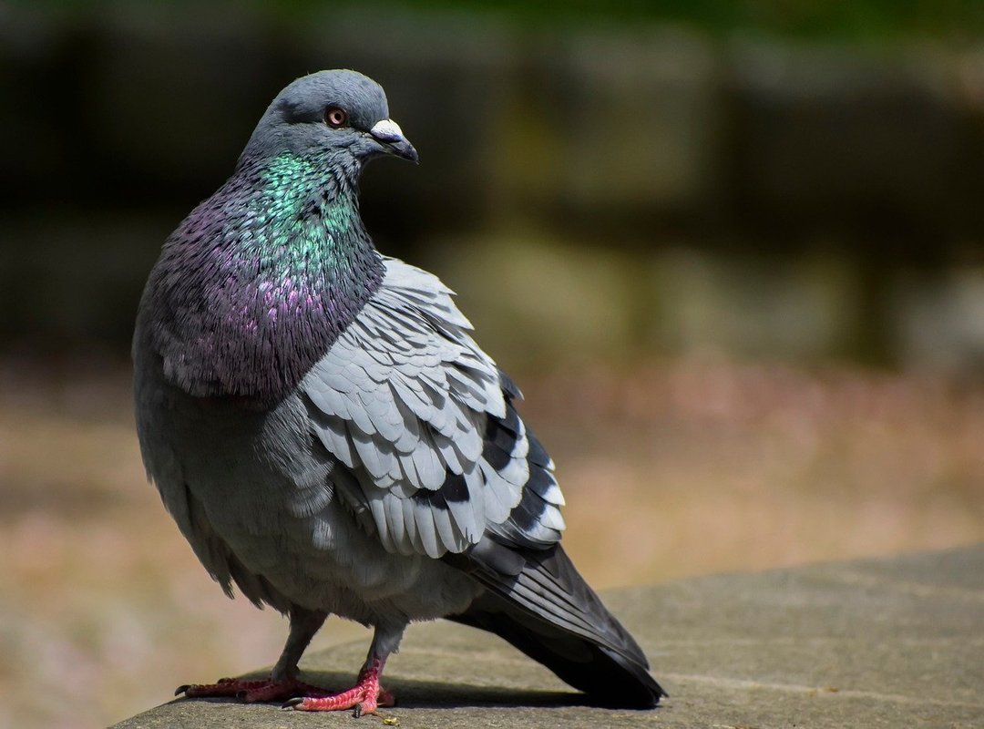 What Sets the YT2 Converter Apart from the Rest